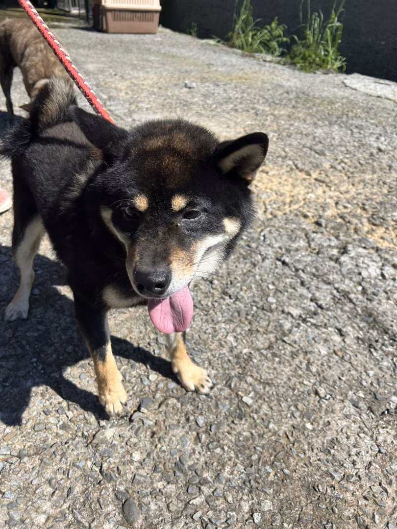 Black adult female Shiba Inu, Medium, shelter no. …4001