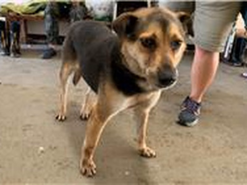 Black-and-tan adult male mixed-breed dog, Medium, shelter no. …8007