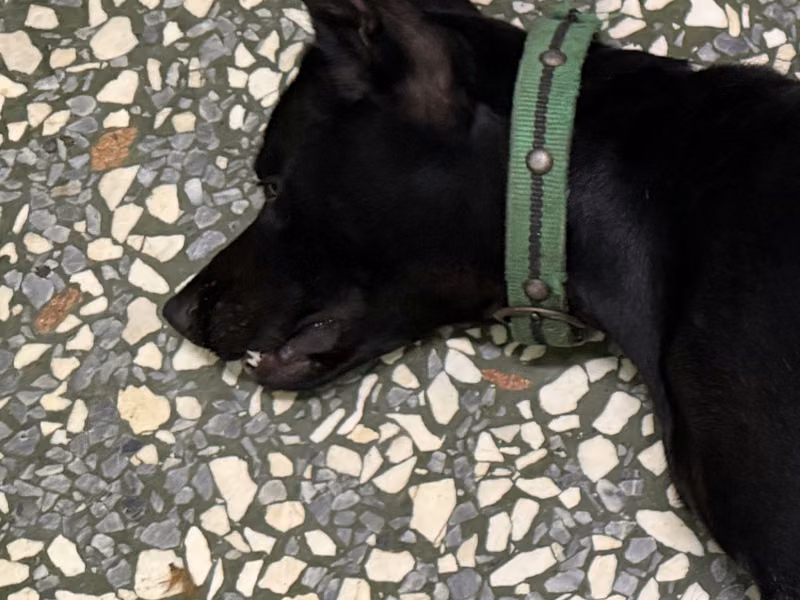 Black adult male mixed-breed dog, Large, shelter no. …063D