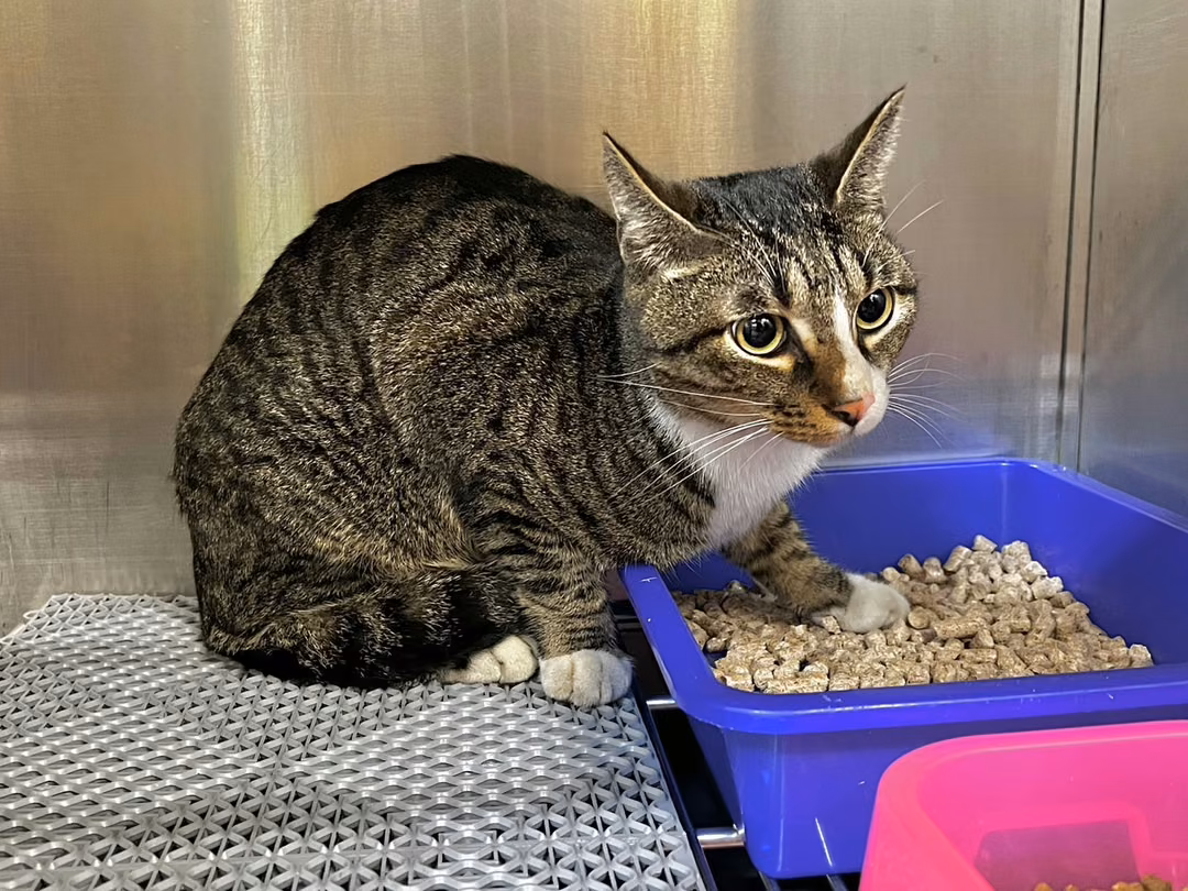 Tabby-and-white adult male mixed-breed cat, Medium, shelter no. …6009