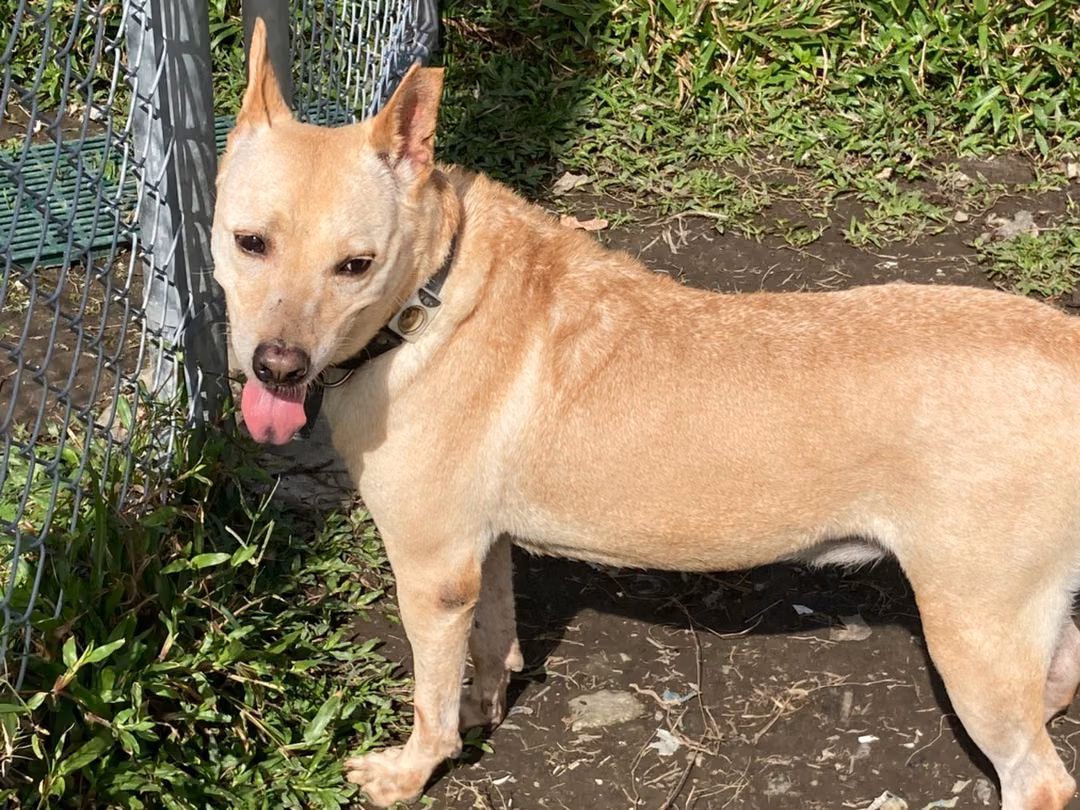 Tan adult male mixed-breed dog, Medium, shelter no. …1101