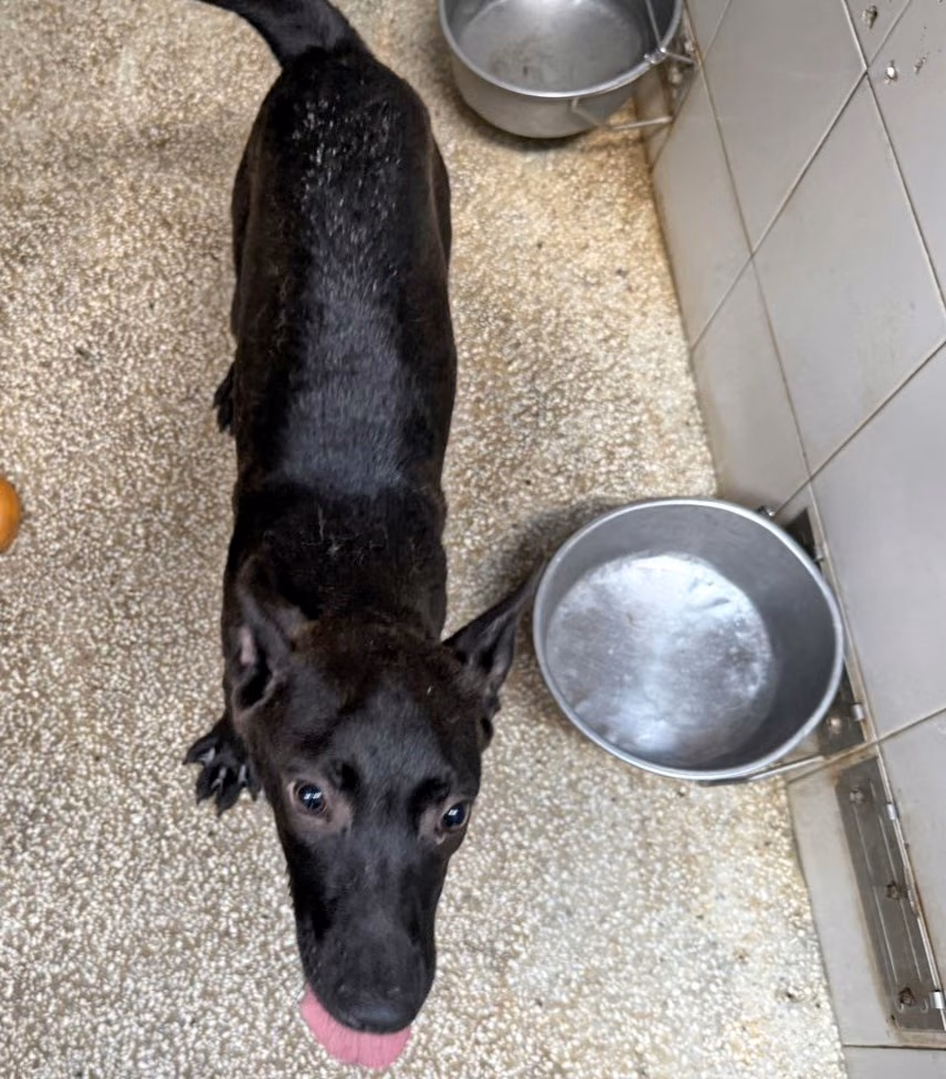 Black young female mixed-breed dog, Small, shelter no. …12Q6