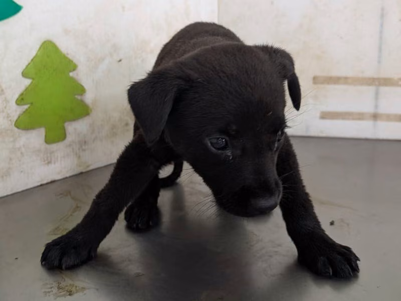 Black young female mixed-breed dog, Medium, shelter no. …0815