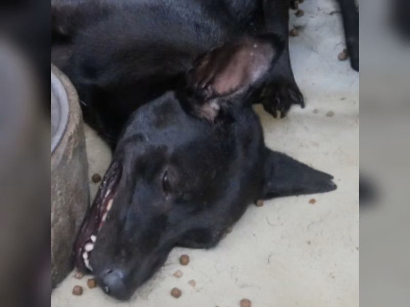 ミックス犬(オス・成犬・黒)、中型, 施設番号 …0-07