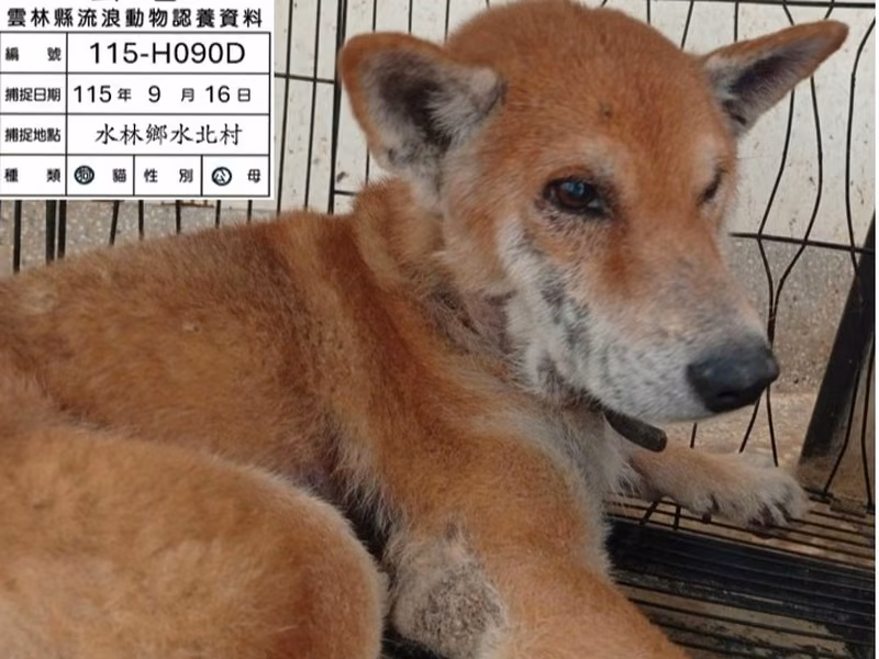 Tan adult male mixed-breed dog, Medium, shelter no. …090D