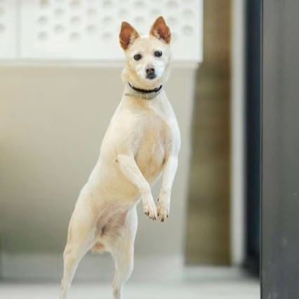 Tan-and-white adult female mixed-breed dog, Medium, shelter no. …6001