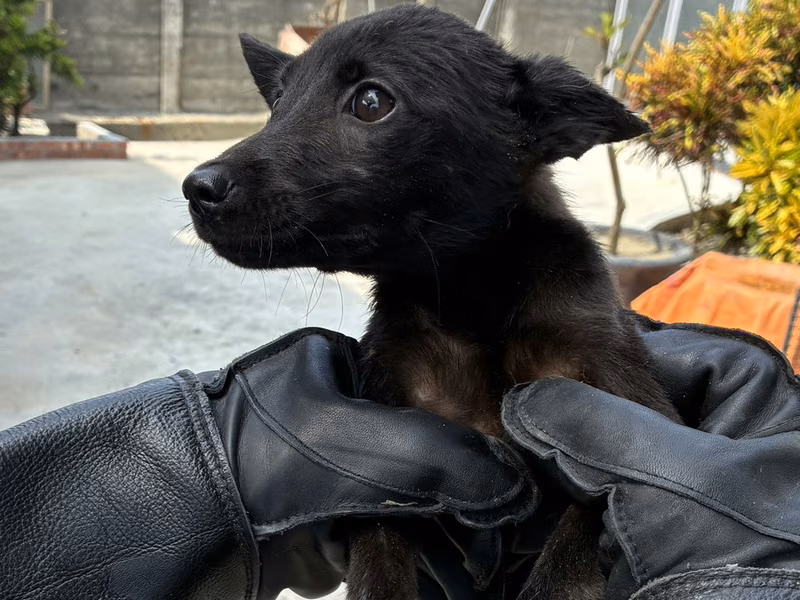 Black young female mixed-breed dog, Small, shelter no. …7019