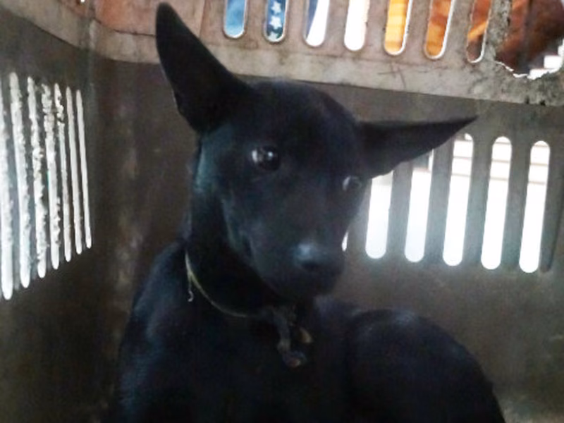 Black young male mixed-breed dog, Medium, shelter no. …2314