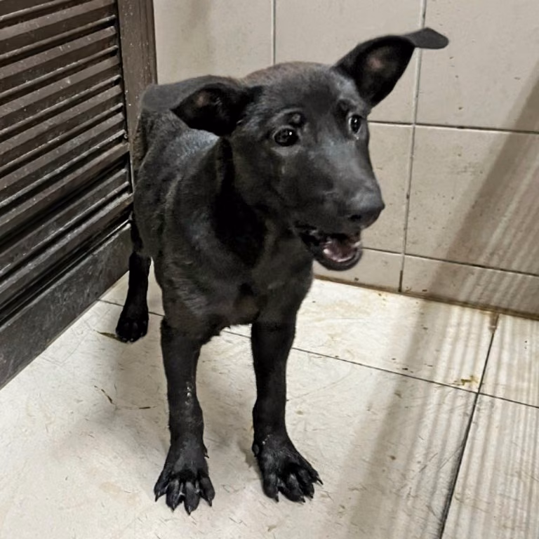 Black young female mixed-breed dog, Medium, shelter no. …2405