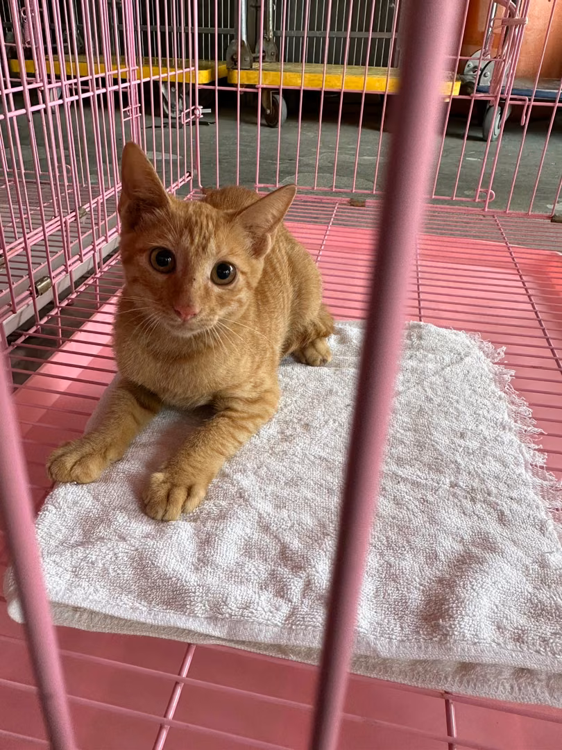 Orange adult female mixed-breed cat, Small, shelter no. …6003