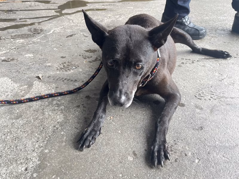 Black adult male mixed-breed dog, Medium, shelter no. …0701