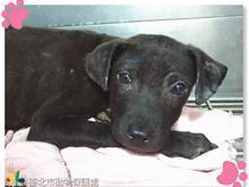 Black young male mixed-breed dog, Small, shelter no. …2005