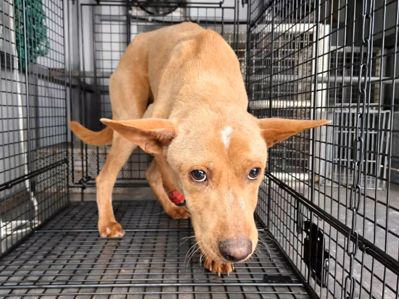 Tan adult male mixed-breed dog, Medium, shelter no. …2001