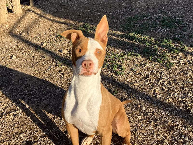 Django, Adult · Male · Medium · American Pit Bull Terrier