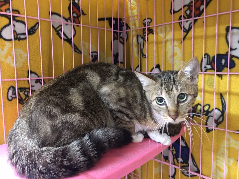 Tabby-and-white adult female mixed-breed cat, Medium, shelter no. …1306