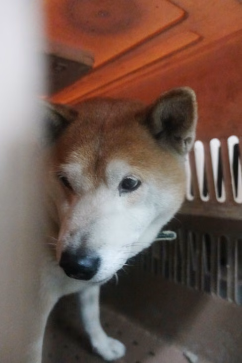 Tan-and-white adult male Shiba Inu, Large, shelter no. …0204