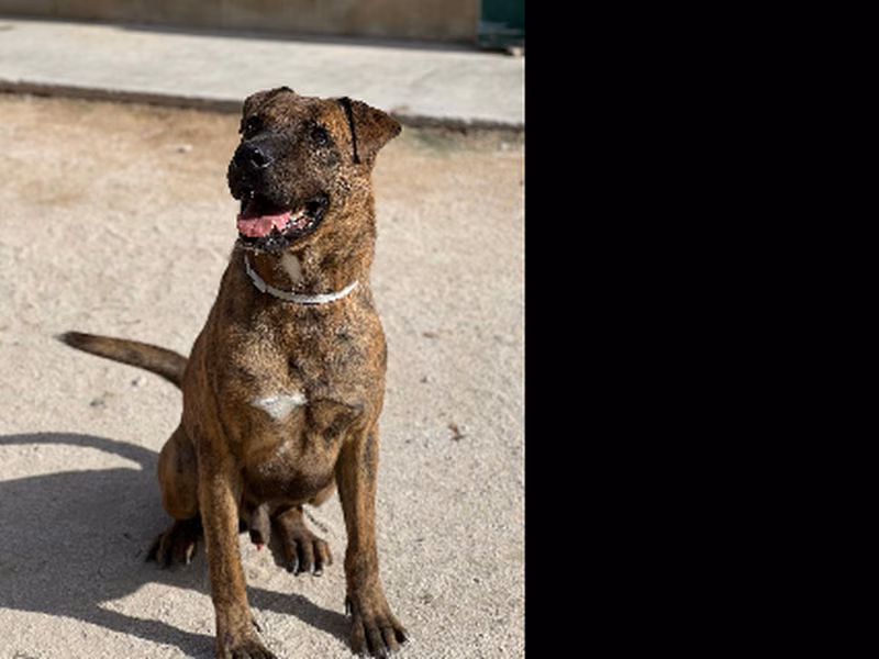 Vito Corleone, Senior · Male · Medium · Mixed breed