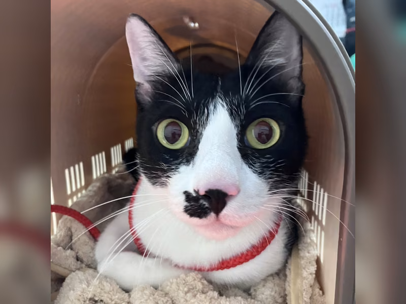Black-and-white adult male mixed-breed cat, Large, shelter no. …0001