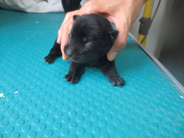 Black young female mixed-breed dog, Small, shelter no. …1G-1