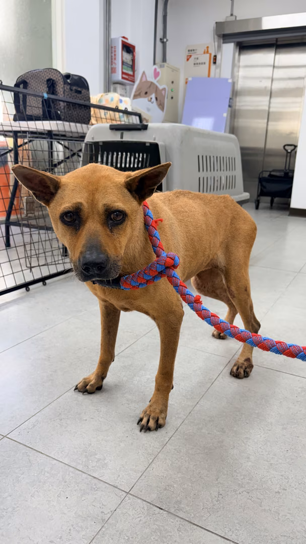 Tan adult female mixed-breed dog, Medium, shelter no. …2003