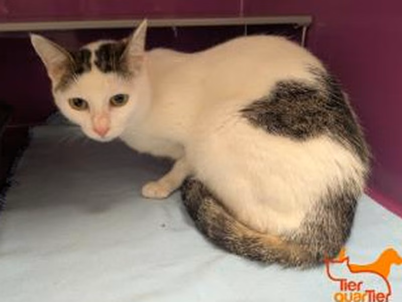 White-and-brown adult female European Shorthair, shelter no. …2399