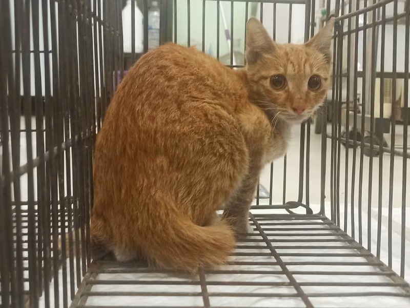 Orange tabby young male mixed-breed cat, Small, shelter no. …3C03