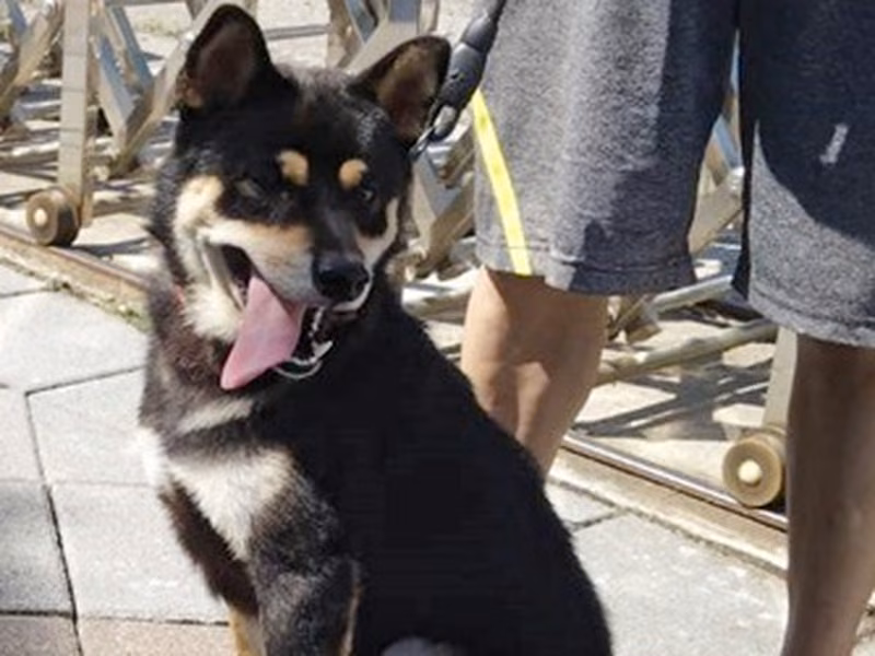 Black-and-brown adult male Shiba Inu, Medium, shelter no. …6007