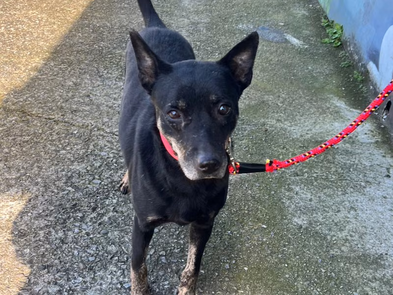Black adult male mixed-breed dog, Medium, shelter no. …8002