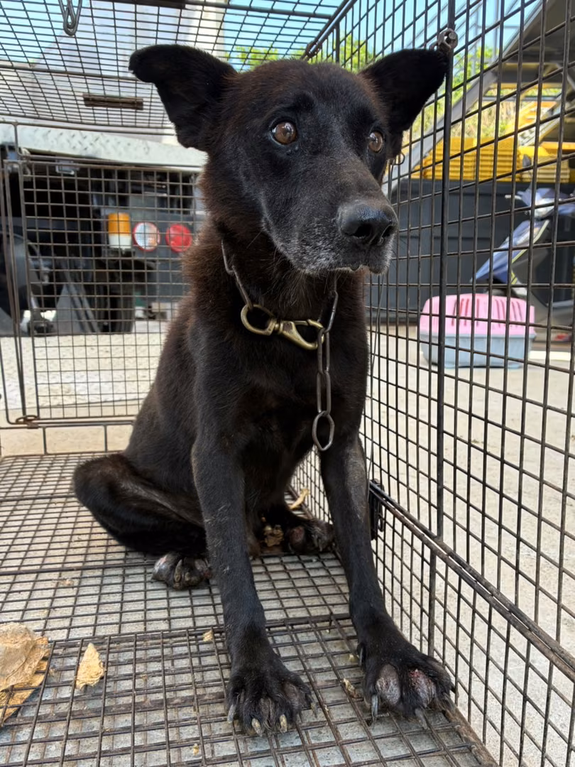 Black adult male mixed-breed dog, Medium, shelter no. …8002