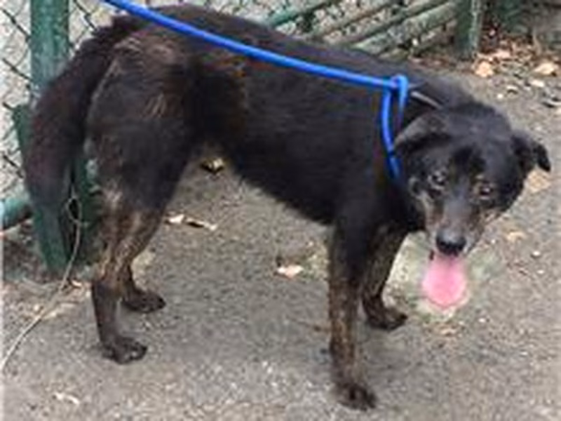 Brown-and-black young male mixed-breed dog, Small, shelter no. …0710