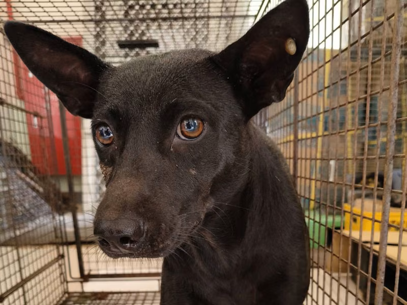 Black adult female mixed-breed dog, Medium, shelter no. …3D01