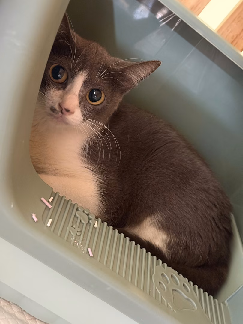 Gray-and-white adult female mixed-breed cat, Small, shelter no. …0001