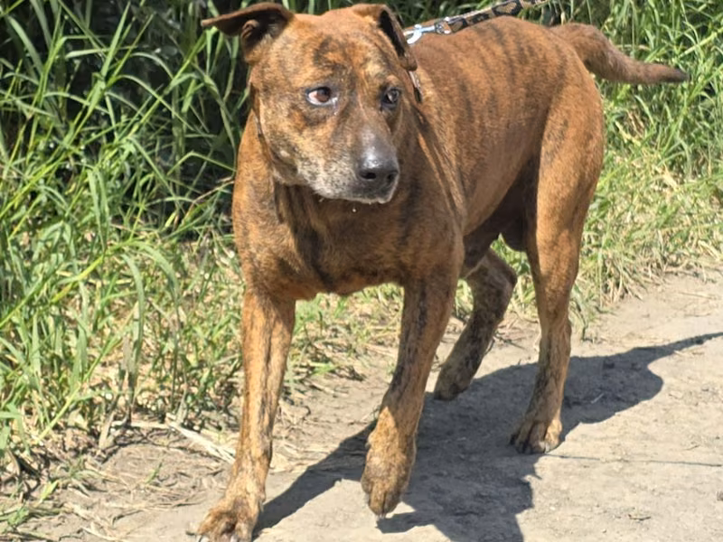 Tabby adult male mixed-breed dog, Medium, shelter no. …0004