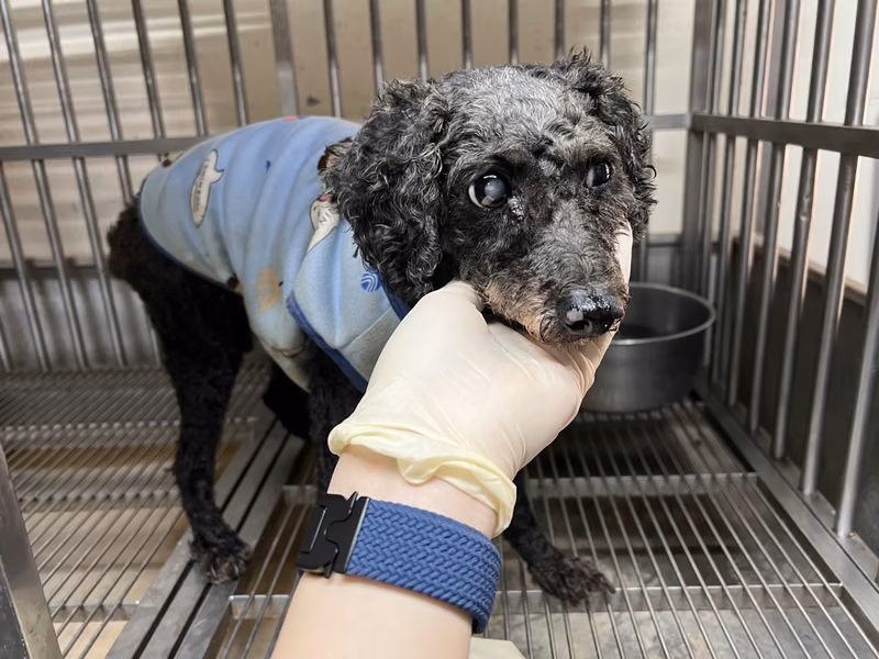 Black adult male poodle, Small, shelter no. …2002