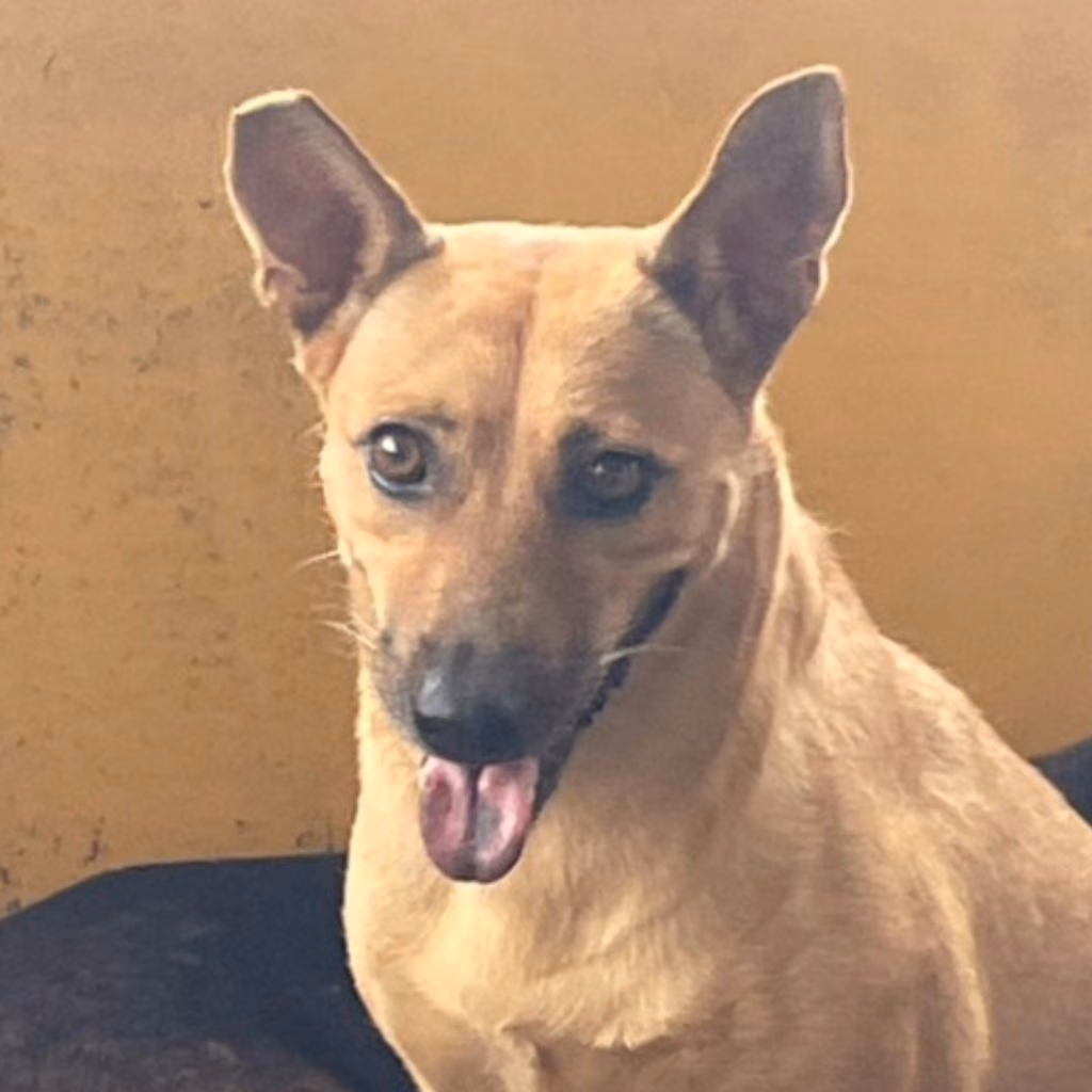 Tan adult female mixed-breed dog, Large, shelter no. …7023