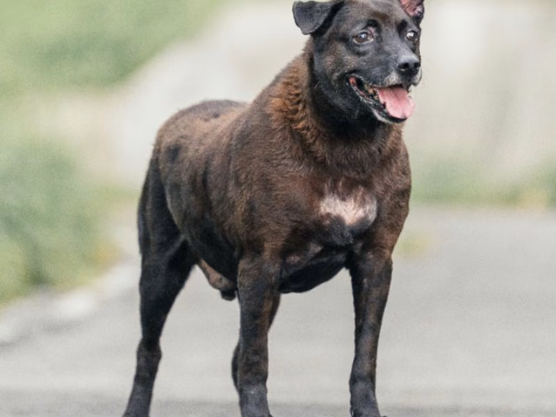 Black adult female mixed-breed dog, Large, shelter no. …0019