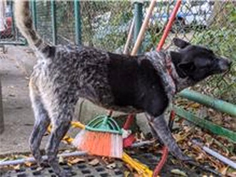 Black-and-white adult female mixed-breed dog, Medium, shelter no. …1001