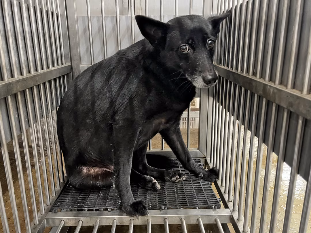 Black adult female mixed-breed dog, Medium, shelter no. …1001