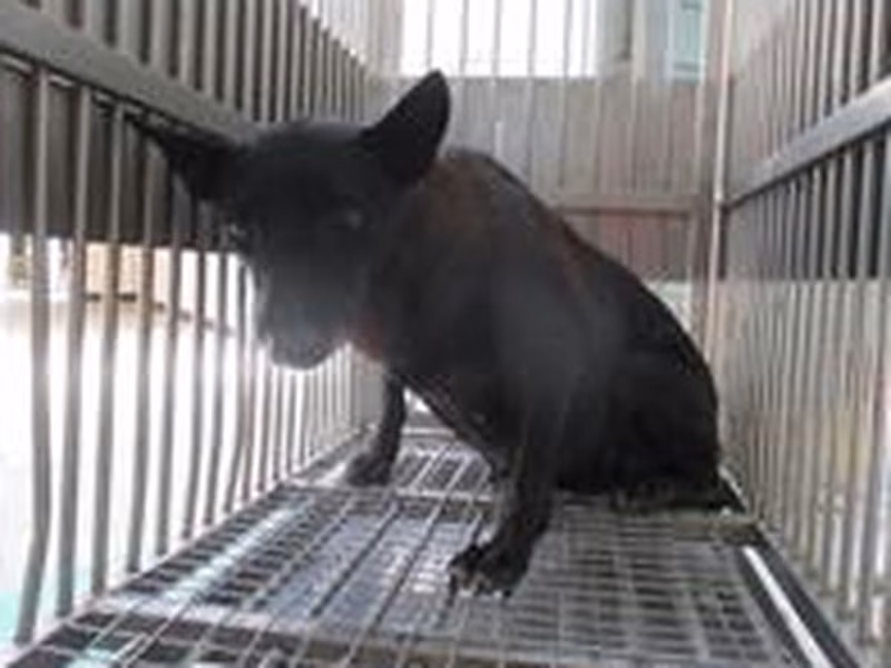 Black adult female mixed-breed dog, Medium, shelter no. …5005
