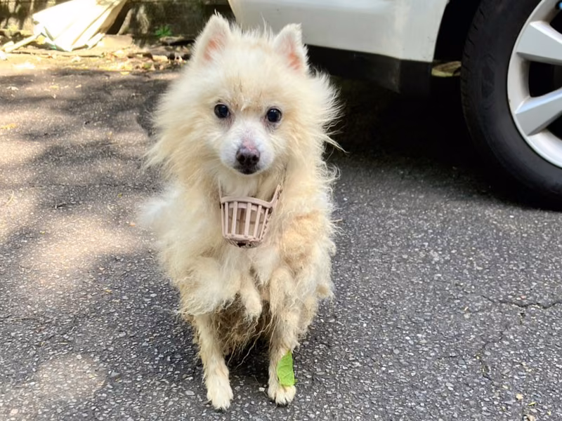 White adult male Pomeranian, Small, shelter no. …7005