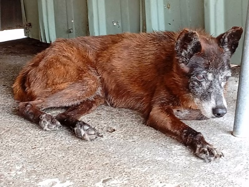 Black adult female mixed-breed dog, Large, shelter no. …055D