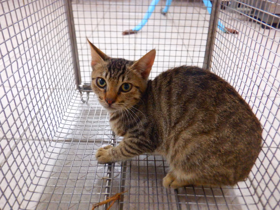 Pusang halo ang lahi (Babae, Matanda na, may guhit), Maliit, blg. ng shelter …15C1