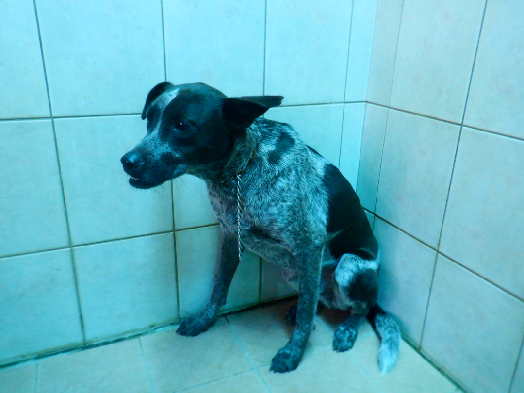 Black-and-white adult male mixed-breed dog, Medium, shelter no. …8891