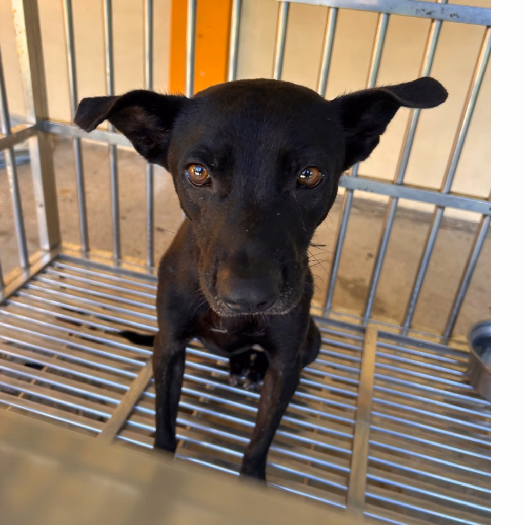 Black adult female mixed-breed dog, Large, shelter no. …8008