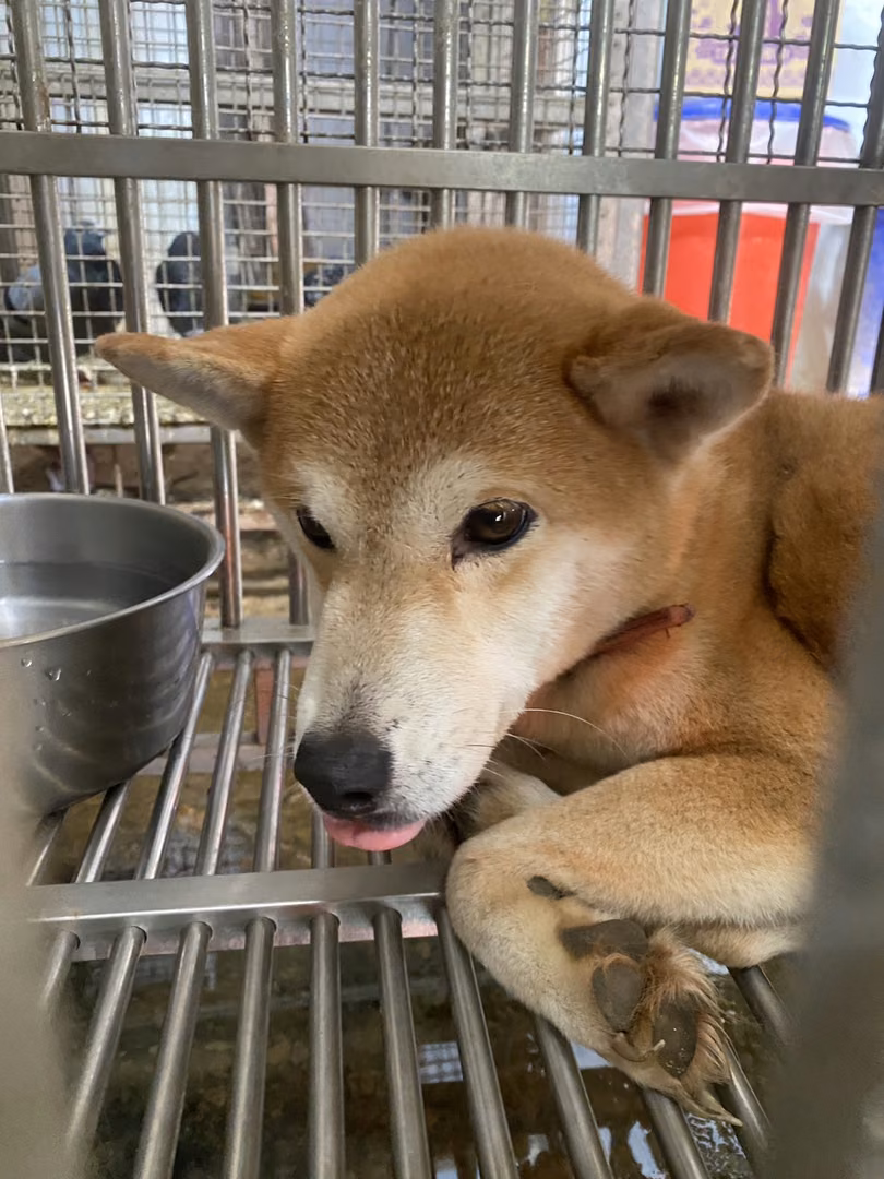 Tan adult female Shiba Inu, Medium, shelter no. …3-01