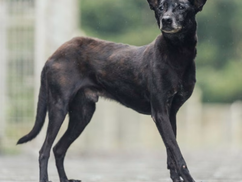 Black adult male mixed-breed dog, Medium, shelter no. …1201