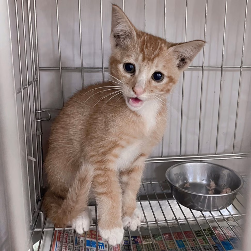 Calico young female mixed-breed cat, Large, shelter no. …5002