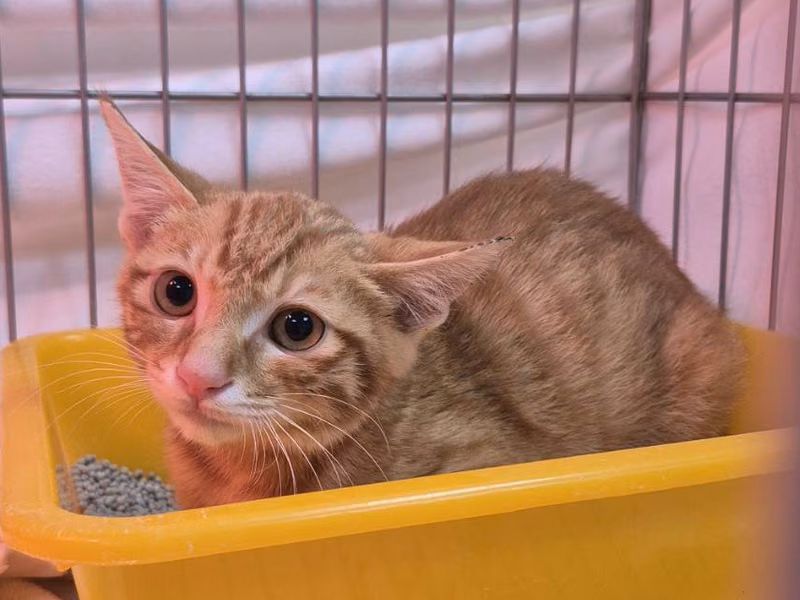 Orange tabby young male mixed-breed cat, Small, shelter no. …7003