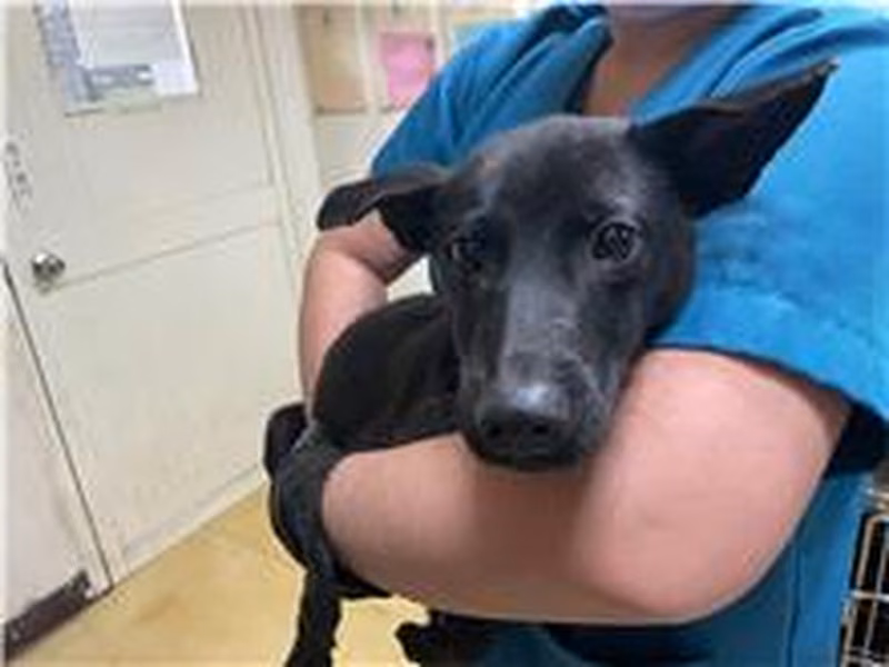 Black young male mixed-breed dog, Medium, shelter no. …3006