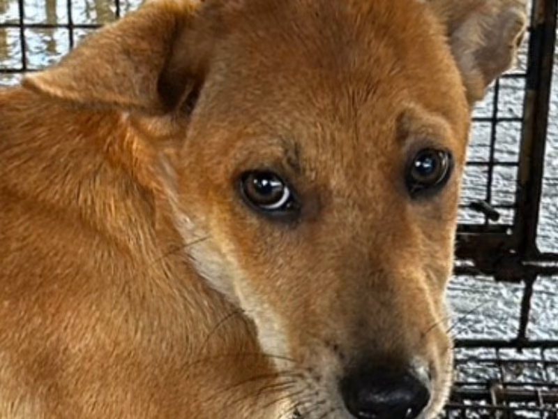 Tan adult female mixed-breed dog, Medium, shelter no. …9014